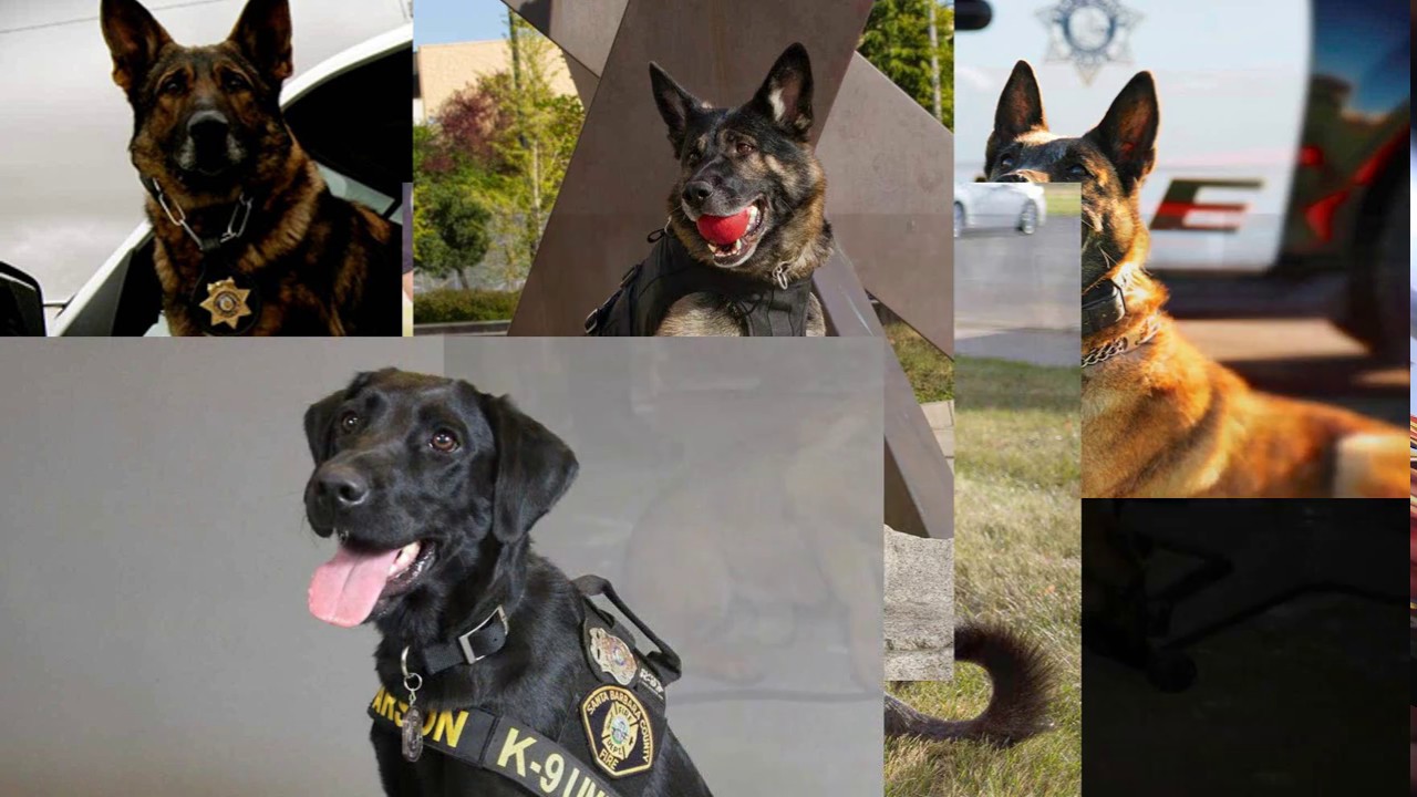 K-9 Training and Deployment Report Documentation