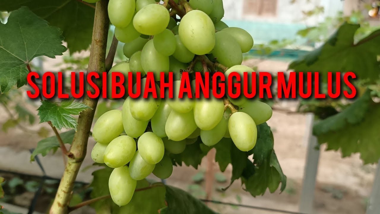 Membuat Buah Anggur Mulus Tanpa Bercak