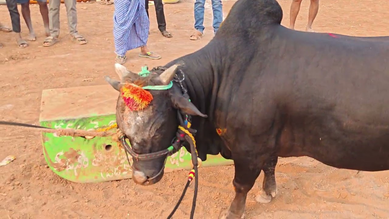 చింత్రియాల ఎడ్ల పోటీలో పుంగనూరు పండు గిత్త, రంకె వేస్తూ తనదైన శైలిలో అబ్బురపరిచింది చూడండి 👌