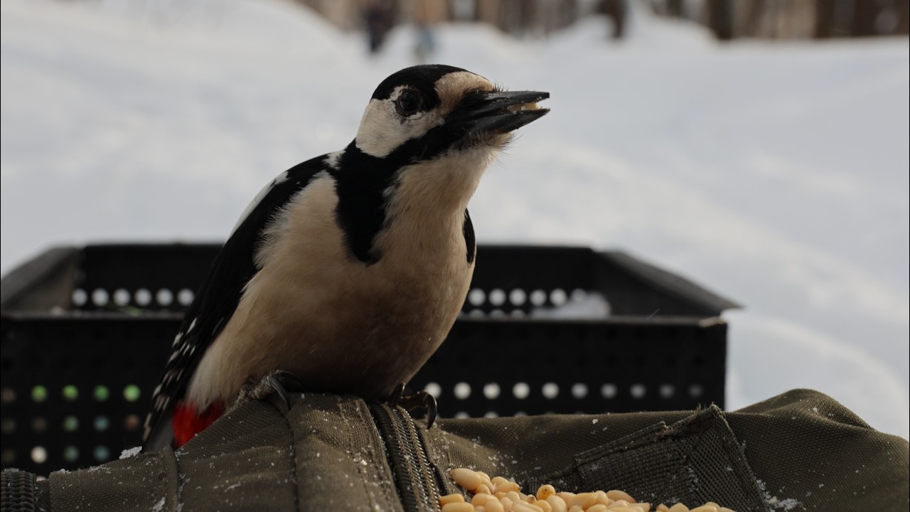 Дятел. Небольшая зарисовка / Woodpecker. A small sketch