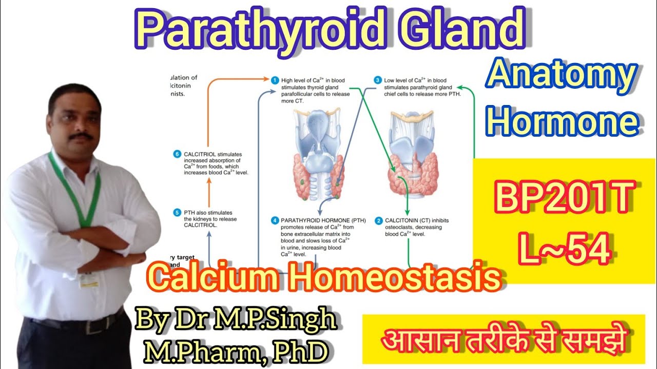 Parathyroid Gland | Regulation of Calcium Homeostasis | Human Anatomy Physiology-II | BP201T | L~54