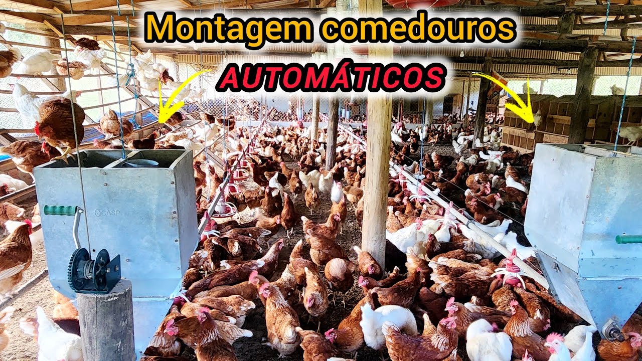 Montagem dos comedouros automáticos 🐓🐓🚀