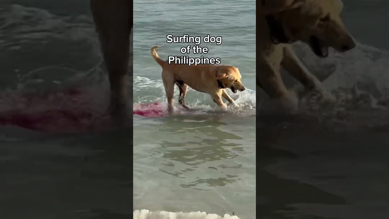 SURFING DOG OF THE PHILIPPINES #philippines #surfing #funny #youtubeshorts #dog