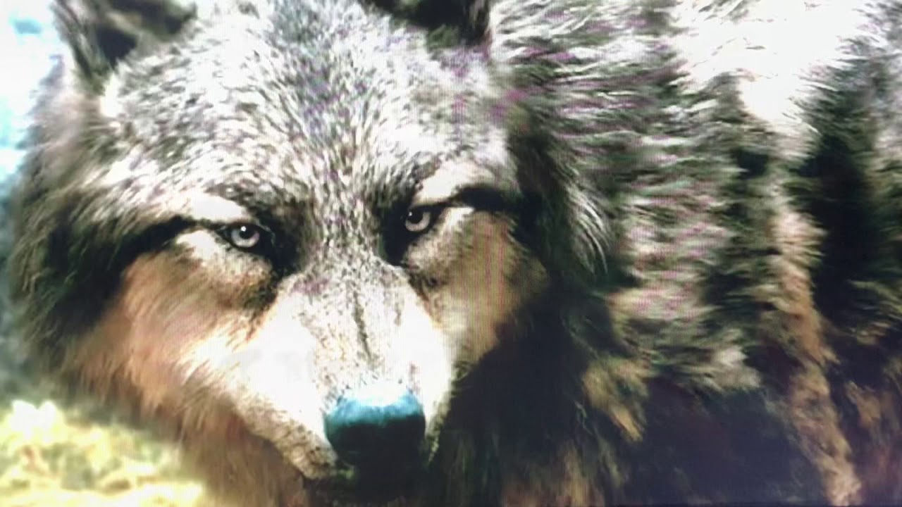 Twilight wolves / don’t you worry child