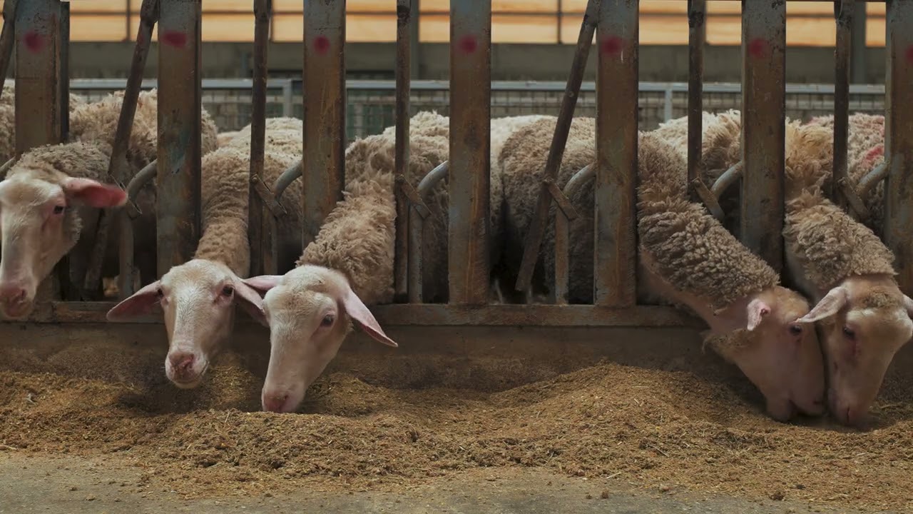Revent x Lacaune Farm: Cinematic Video Production