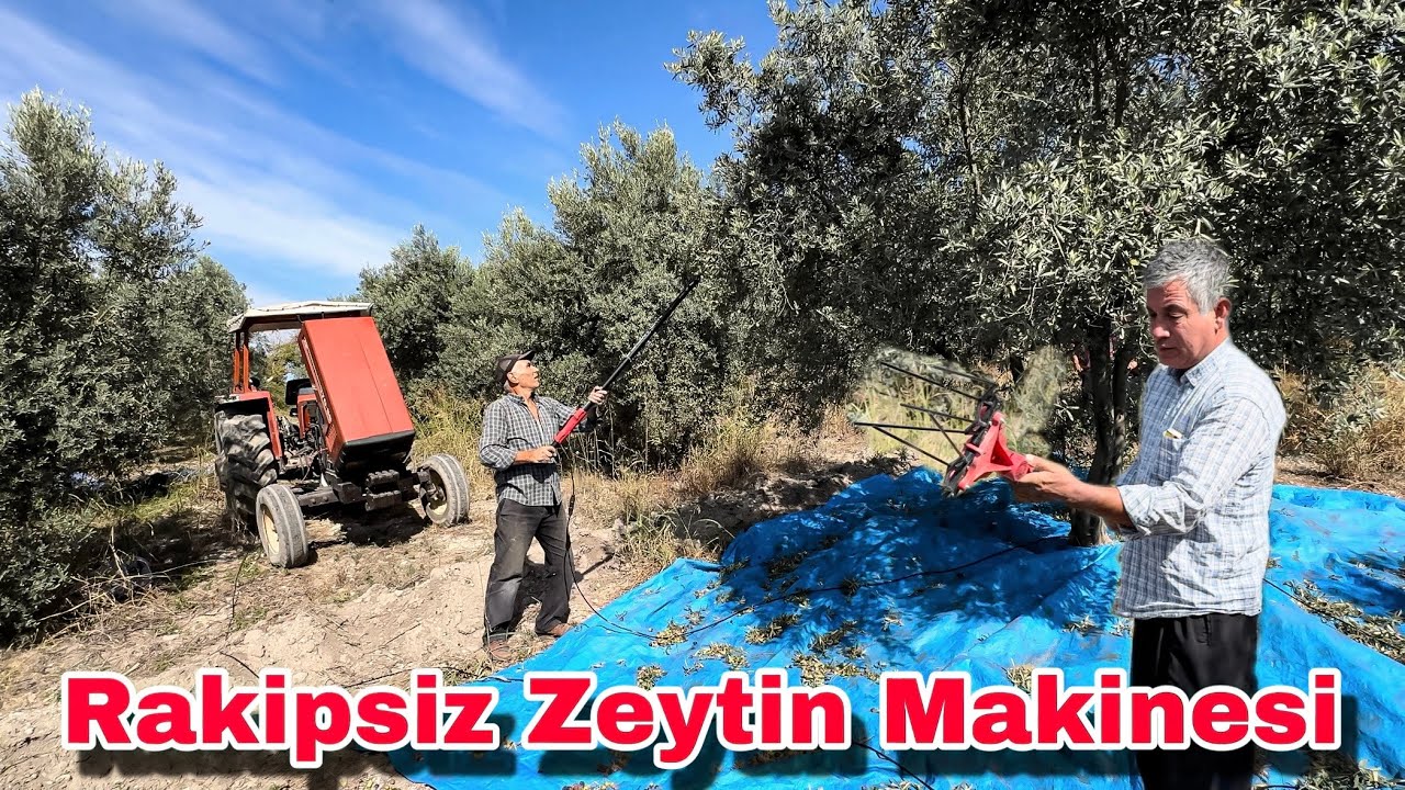 RAKİPSİZ ZEYTİN HASAT MAKİNESİ / 15 Kişinin Yaptığını Tek Başına Yapıyor !!! Osmaniye Sumbas