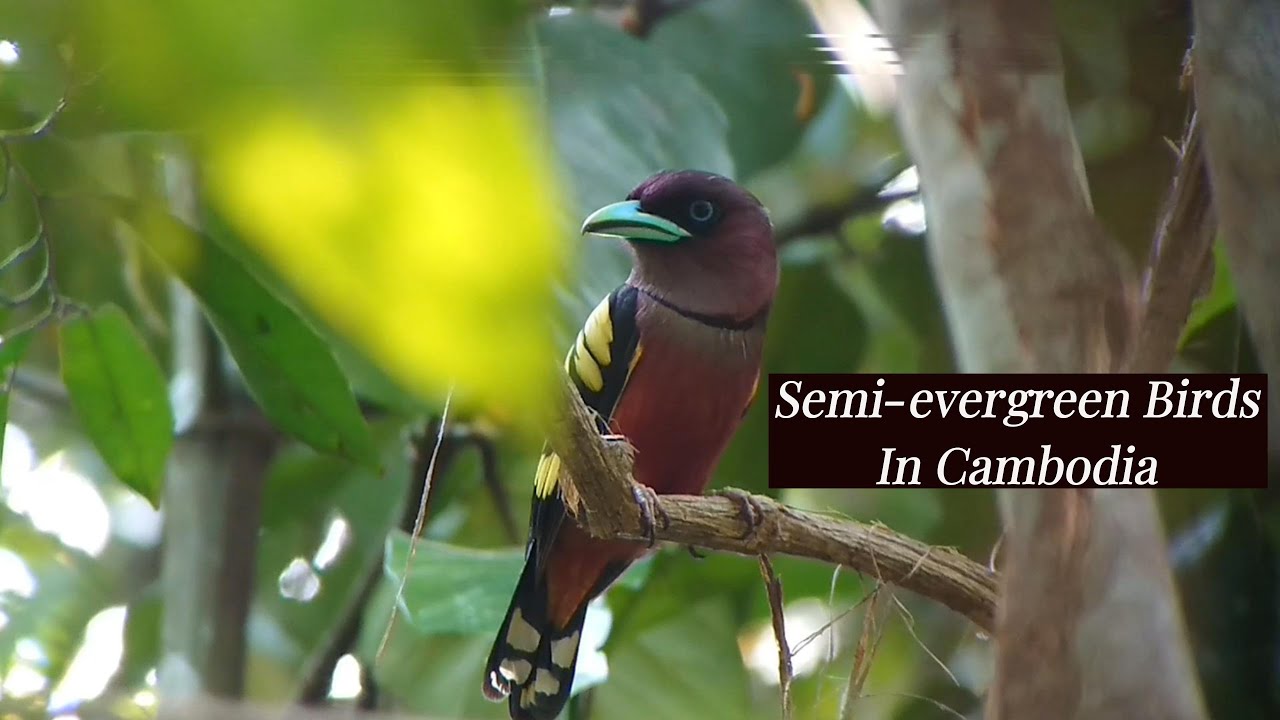Semi evergreen Birds In Cambodia | Birds | Nature | Wildlife | Cambodia |