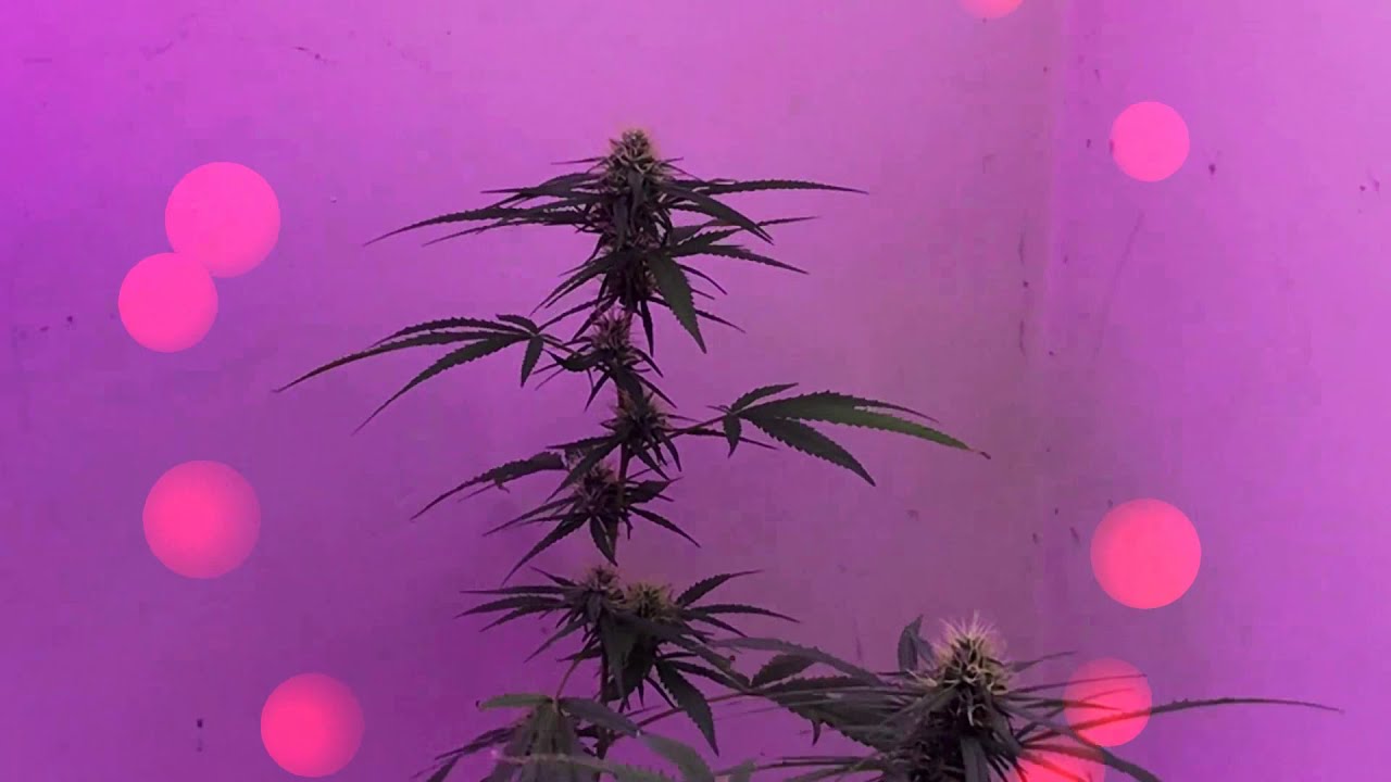 Indoor closed Cannabis grow update December 17 2020 Happy Holliday's !