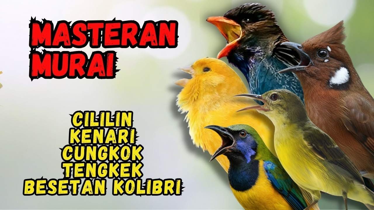 Masteran Murai Isian Cililin, Kenari, Cungkok, Tengkek, Besetan Kolibri