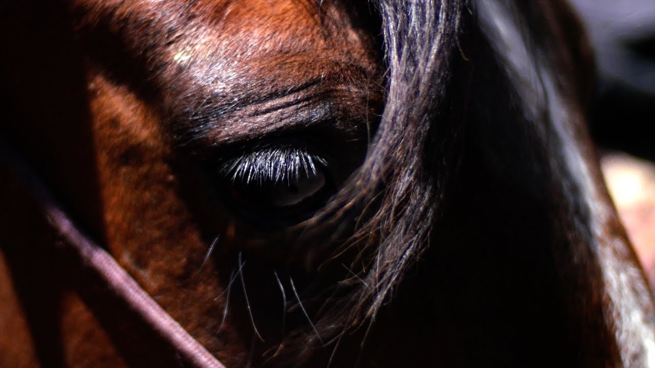 Bearcat Stables - Spring 2017,