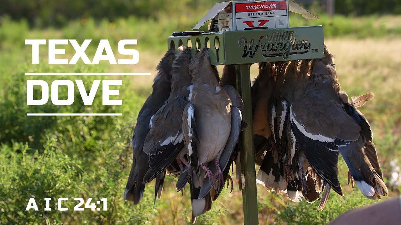Texas Dove Hunt 