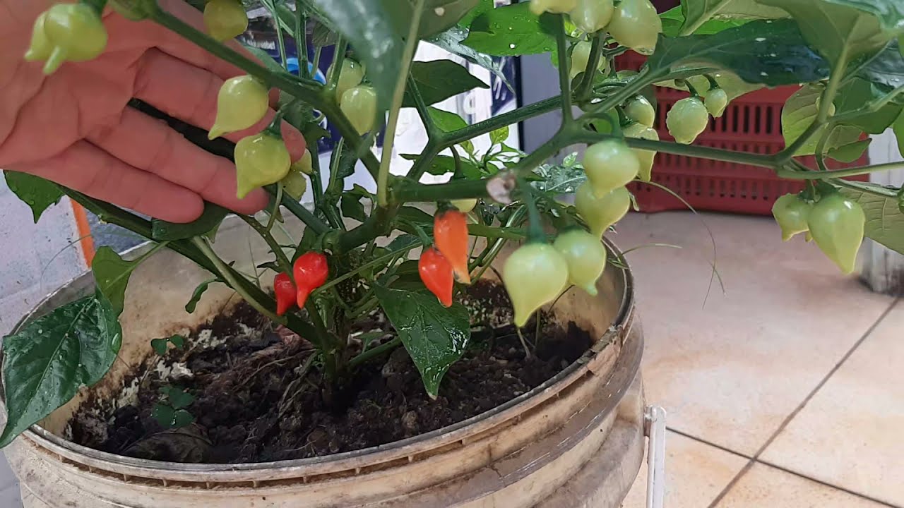 Pimenta biquinho plantada no vaso! Horta em apartamento.