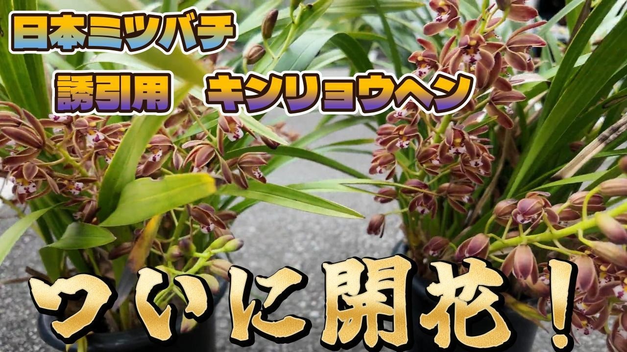 日本ミツバチ　誘引用　キンリョウヘン　ついに開花！！#日本ミツバチ#日本ミツバチ誘引#キンリョウヘン#キンリョウヘン開花#誘引#分蜂#分蜂シーズン#養蜂#ニホンミツバチ#養蜂初心者