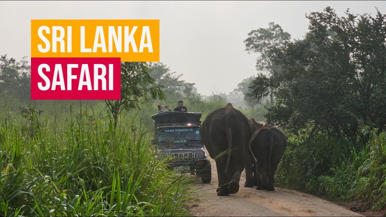 Sri Lanka's Elephants: A Short Safari in Habarana