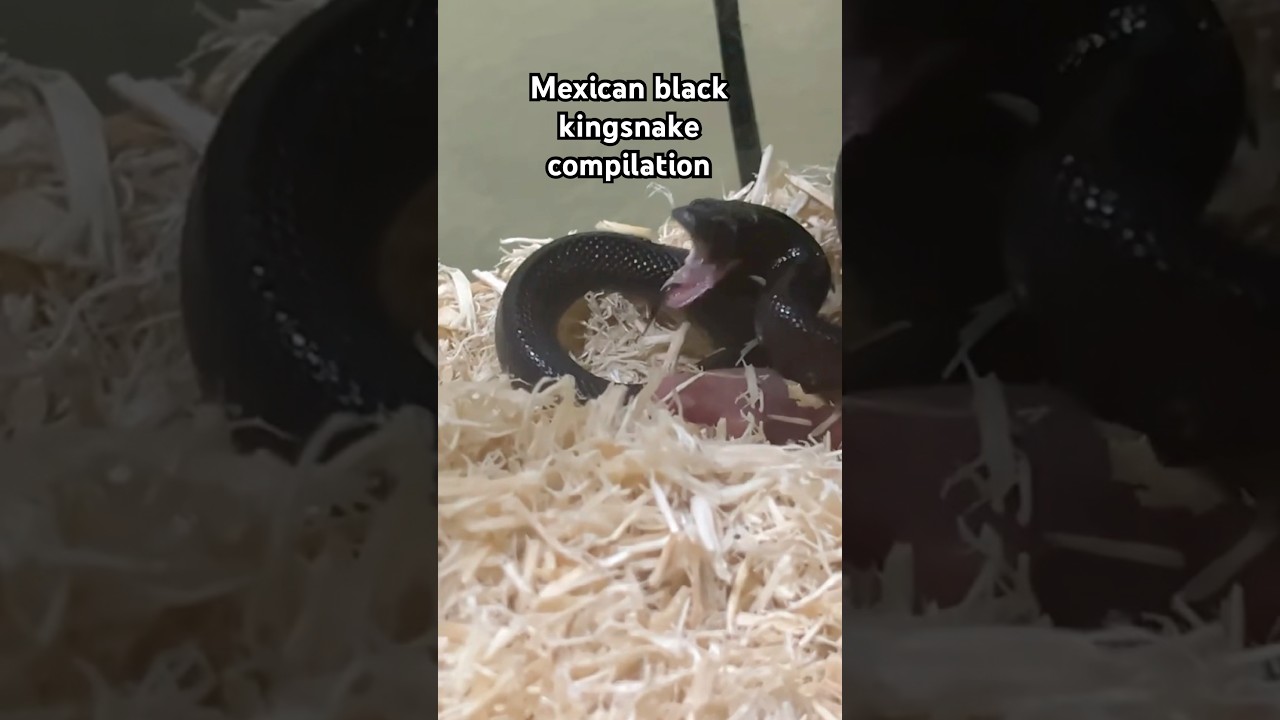 Mexican black kingsnake compilation #mexicanblackkingsnake
