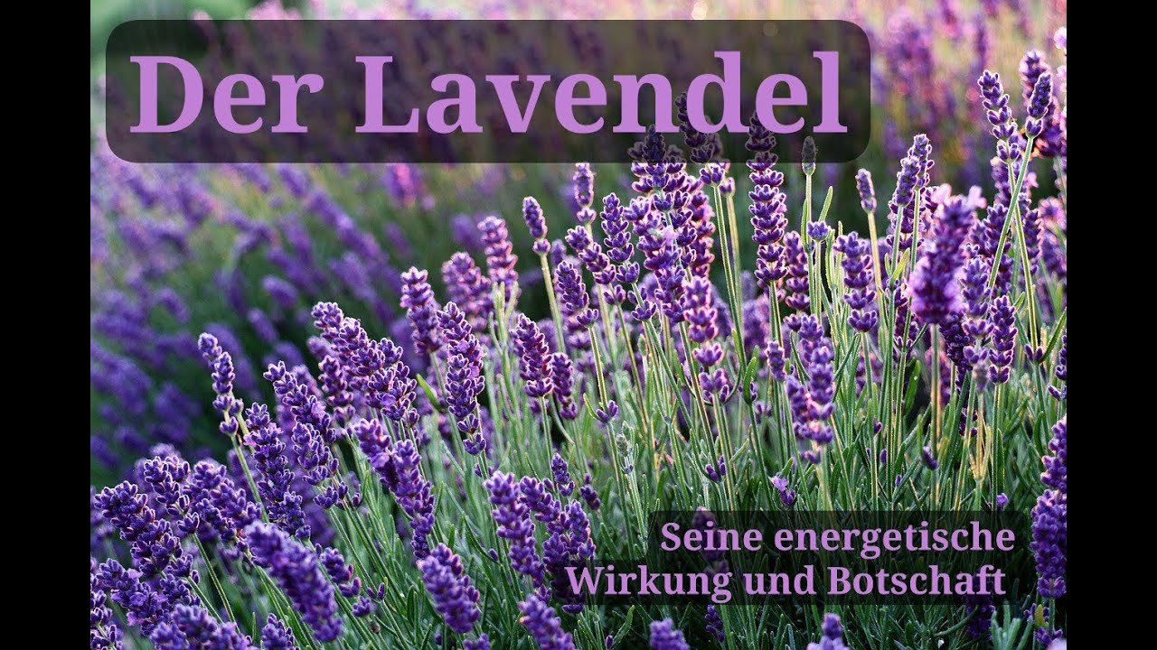 Der Lavendel - Seine energetische Wirkung und Botschaft