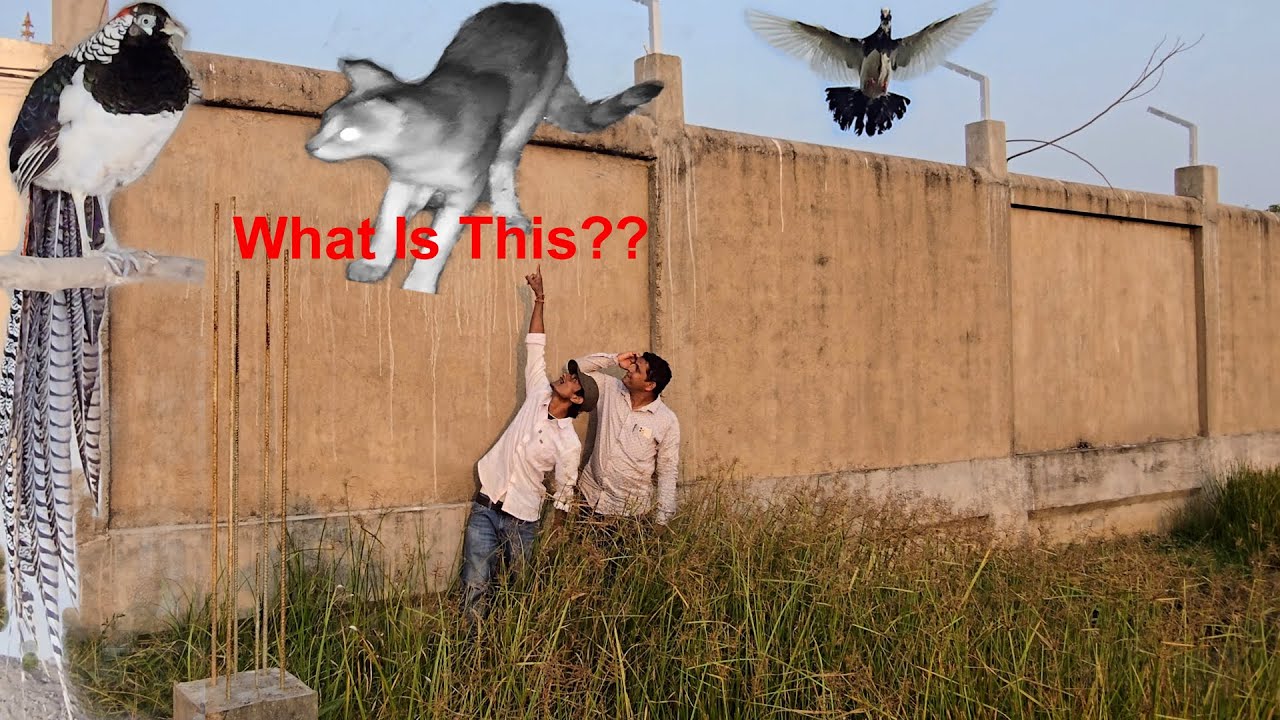 “We Never Expected This! Dangerous Visitor in My Bird Aviary Farm Who Jumped Our 15-Foot Wall!”