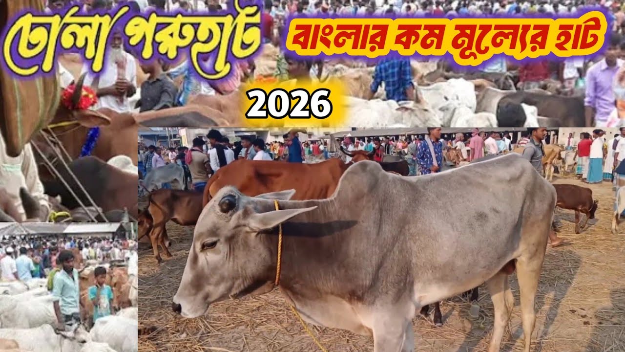 সবচেয়ে সস্তার গরুর হাট । ঢোলা গরুর হাট 2026