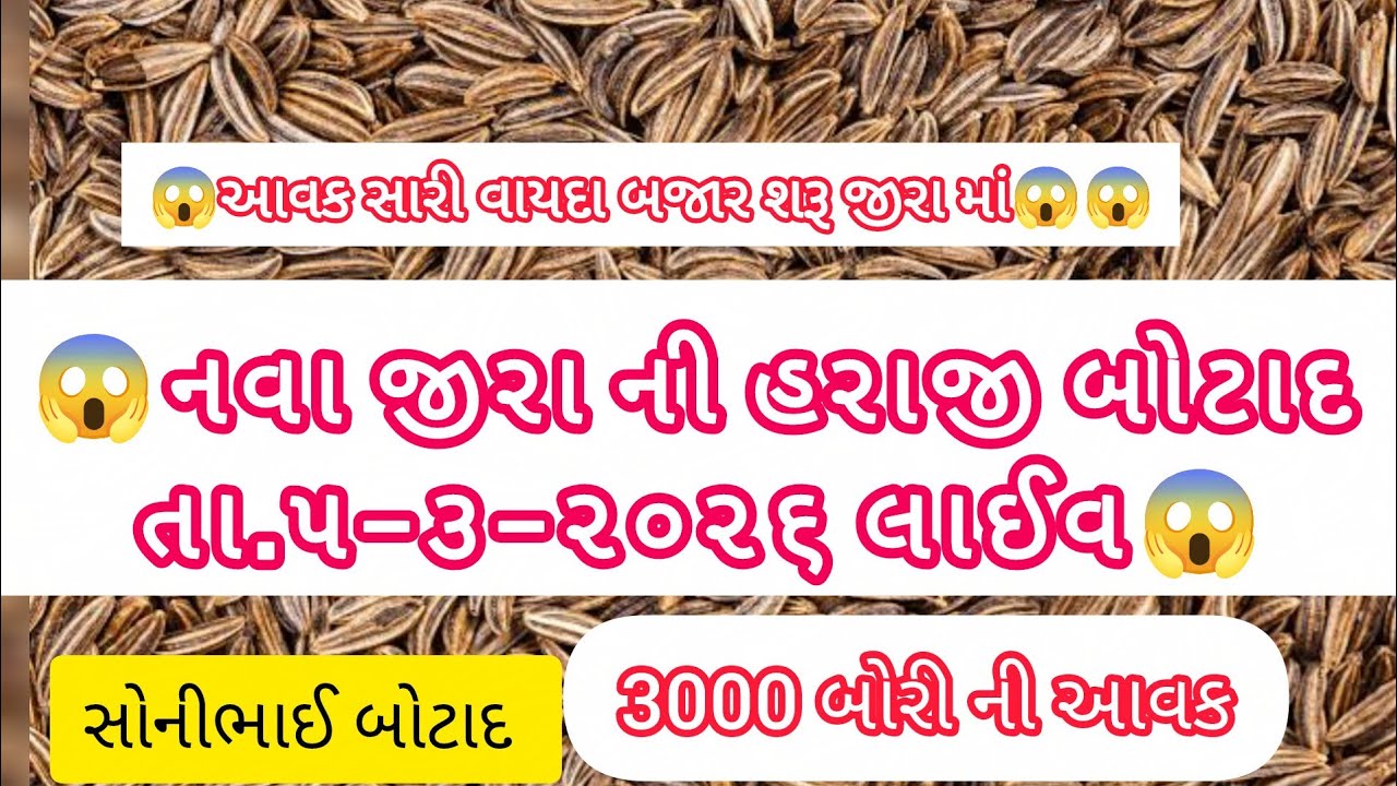 😱😱તા.૫-૩-૨૦૨૬|જીરા ની હરાજી બોટાદ|જીરું#sonibhaibotad #agriculture #બોટાદ #streetfood 