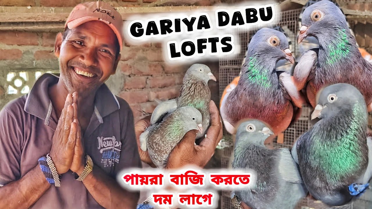 গড়িয়ার দেবু দার পায়রা লফ্ট।পায়রা পুষবো আর পায়রা উড়াবো না এটা হয় না?। @pigeonsloverrj9600 