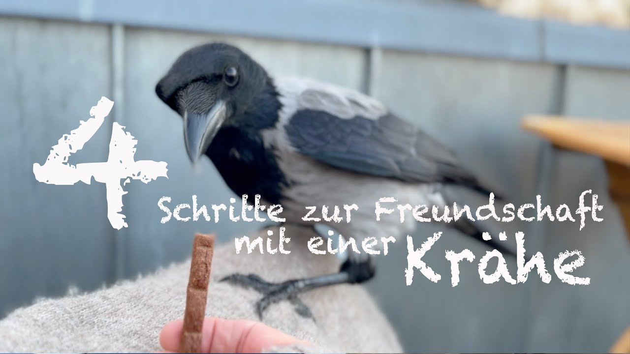 Wie Freunde Ich Mich Mit Einer Kr&auml;he An. In 4 Schritten.