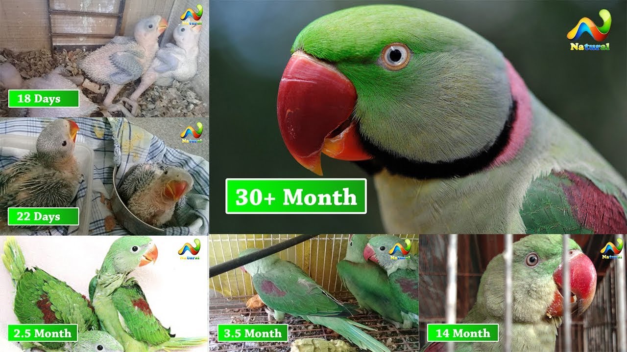Alexander parrot me Patha Aur Adult ki Pachan | Urdu/Hindi