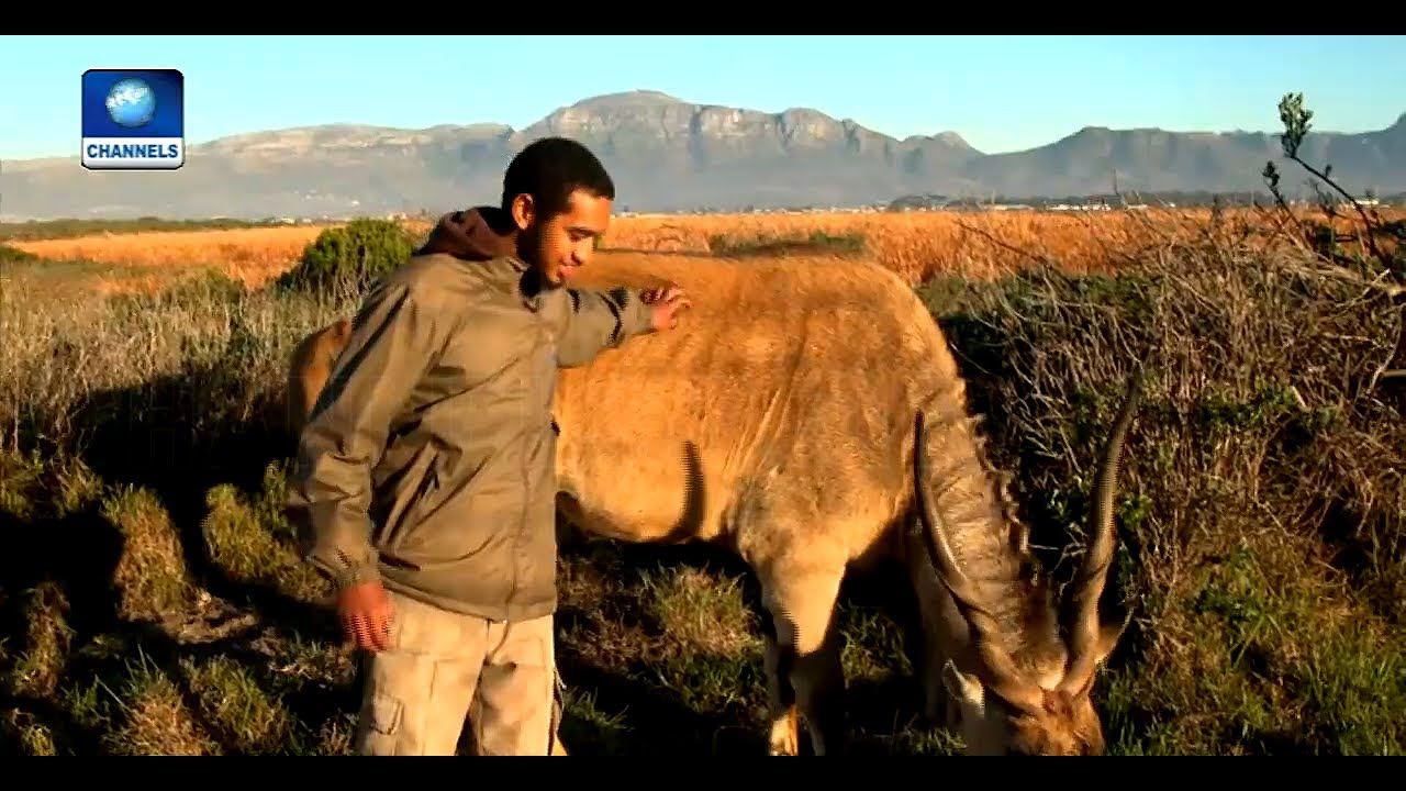 South African Project Aims To Restore Biodiversity In Cape Flat |Eco@Africa|