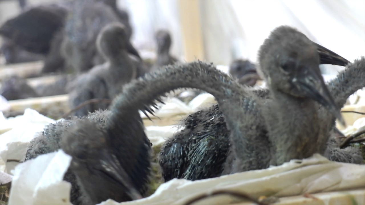 31 pulcini di ibis eremita destinati a compiere la migrazione guidata dall'uomo
