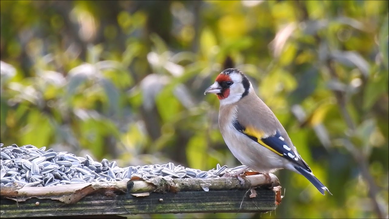 Natuurvideo - Zeldzame gast op de voedertafel, het puttertje