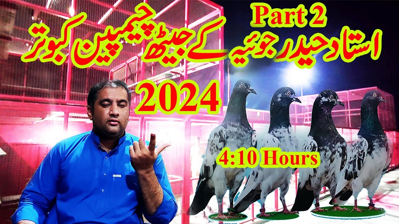 ustad haider joya's best competition || kabootar bazi