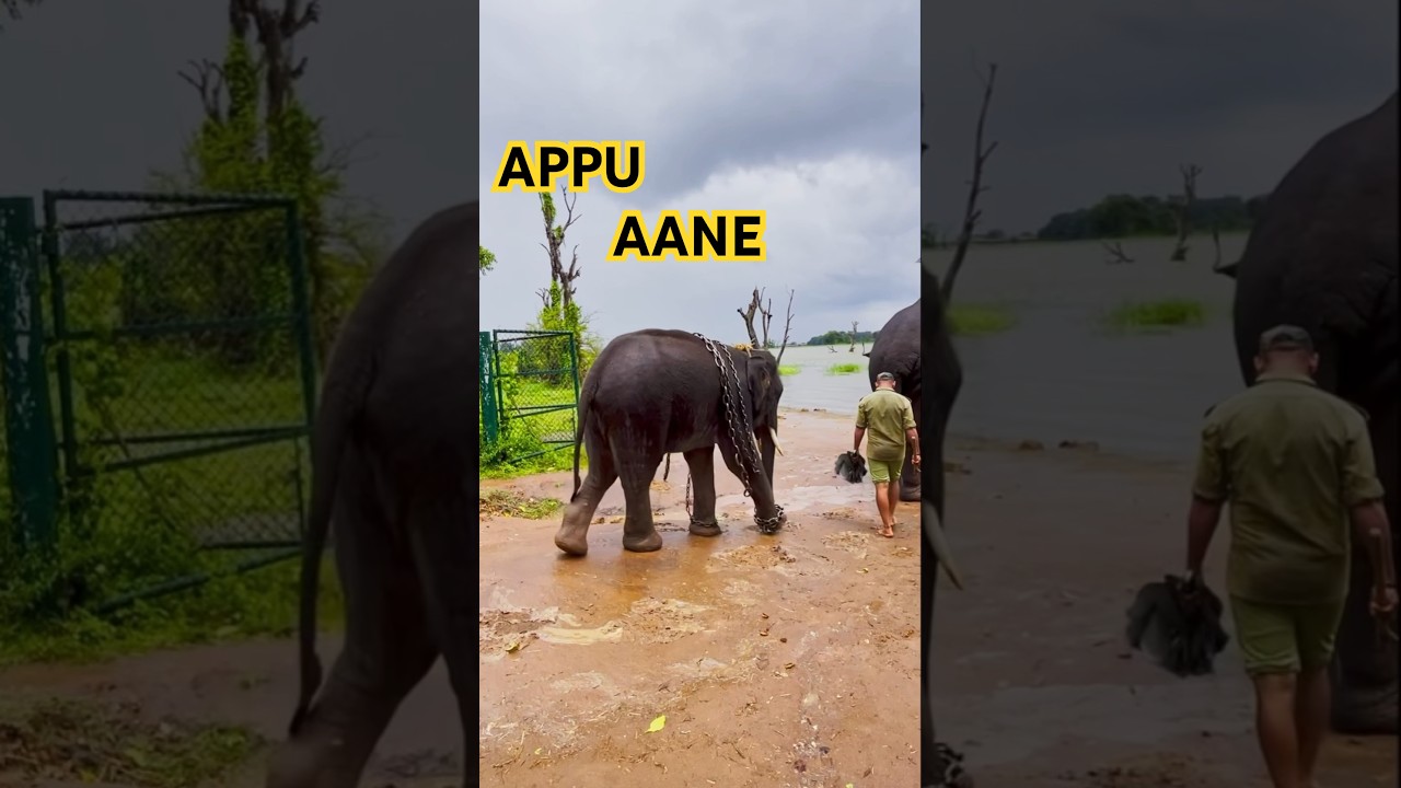 ಅಪ್ಪು ಆನೆ..  