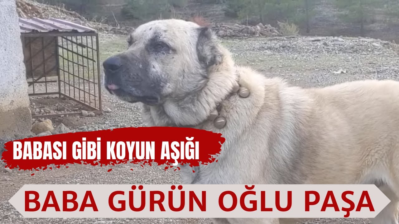 BABASININ KOPYASI PAŞA ÇOBANSIZ KOYUN YAYIYOR
