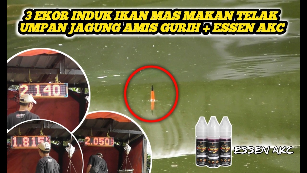 UMPAN IKAN MAS INDUK & RAME PALING MURAH DAN SIMPEL ✅ INDUK IKAN MAS MAKAN TELAK ✅