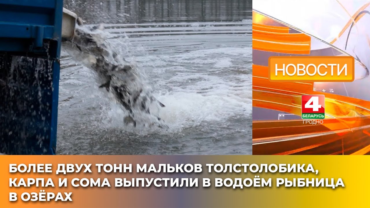 Более двух тонн мальков толстолобика, карпа и сома выпустили в водоём Рыбница в Озёрах