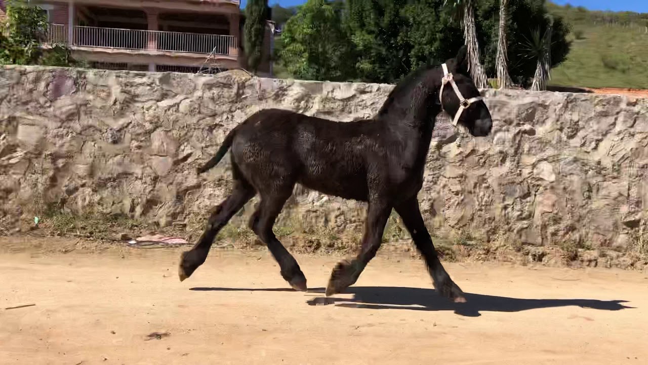 Caballos frisones, venta de potros Frison, caballos frisian,