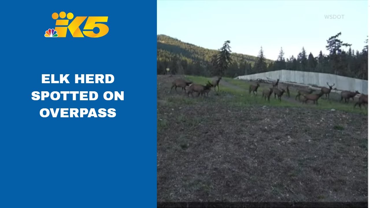 Entire elk herd spotted on I-90 wildlife overpass
