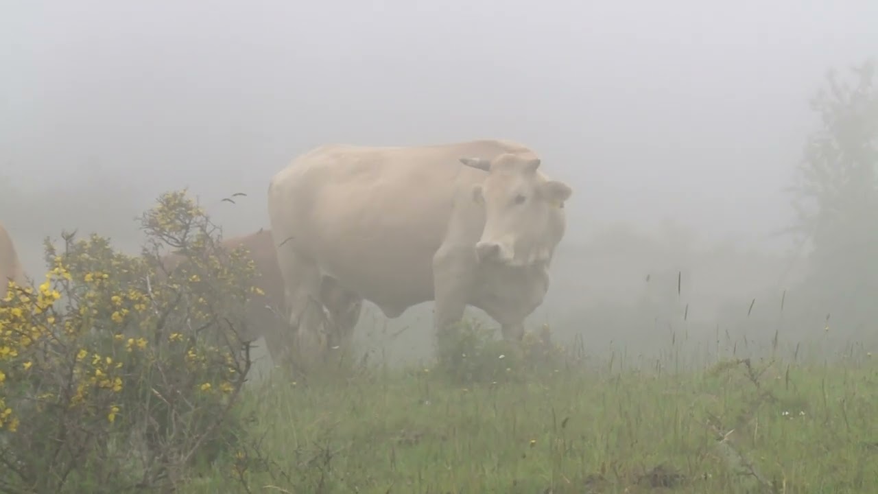Alcara Li Fusi: le Rocche del Crasto e la festa di San Nicolò Politi
