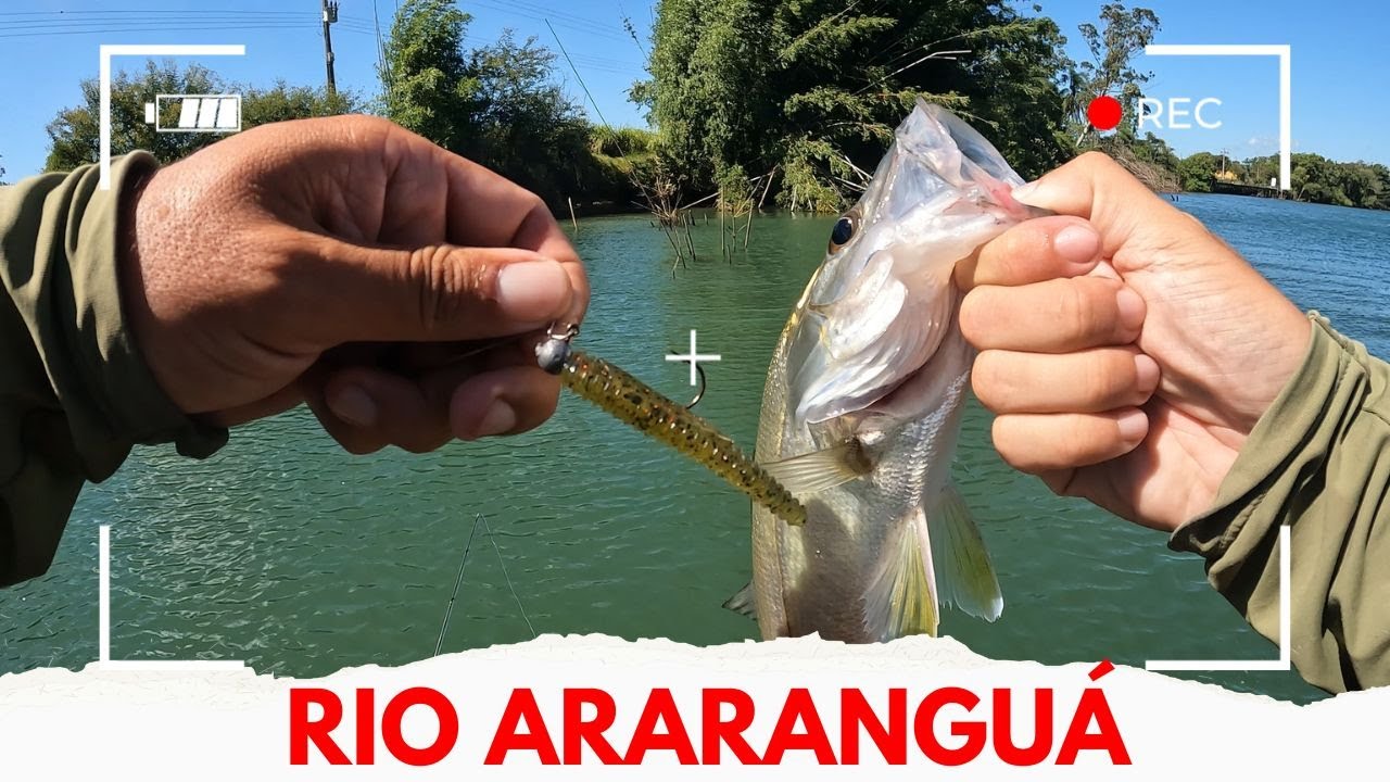 Rio Araranguá, SC. Pescaria de robalos 2025. #pesca Ned blt Rapala 