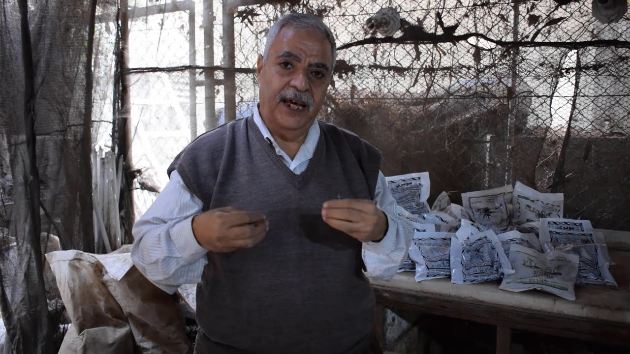 ما الفرق بين المُخصب الحيوي والسماد الحيوي، وأيهما يزيد إنتاجية الفدان؟