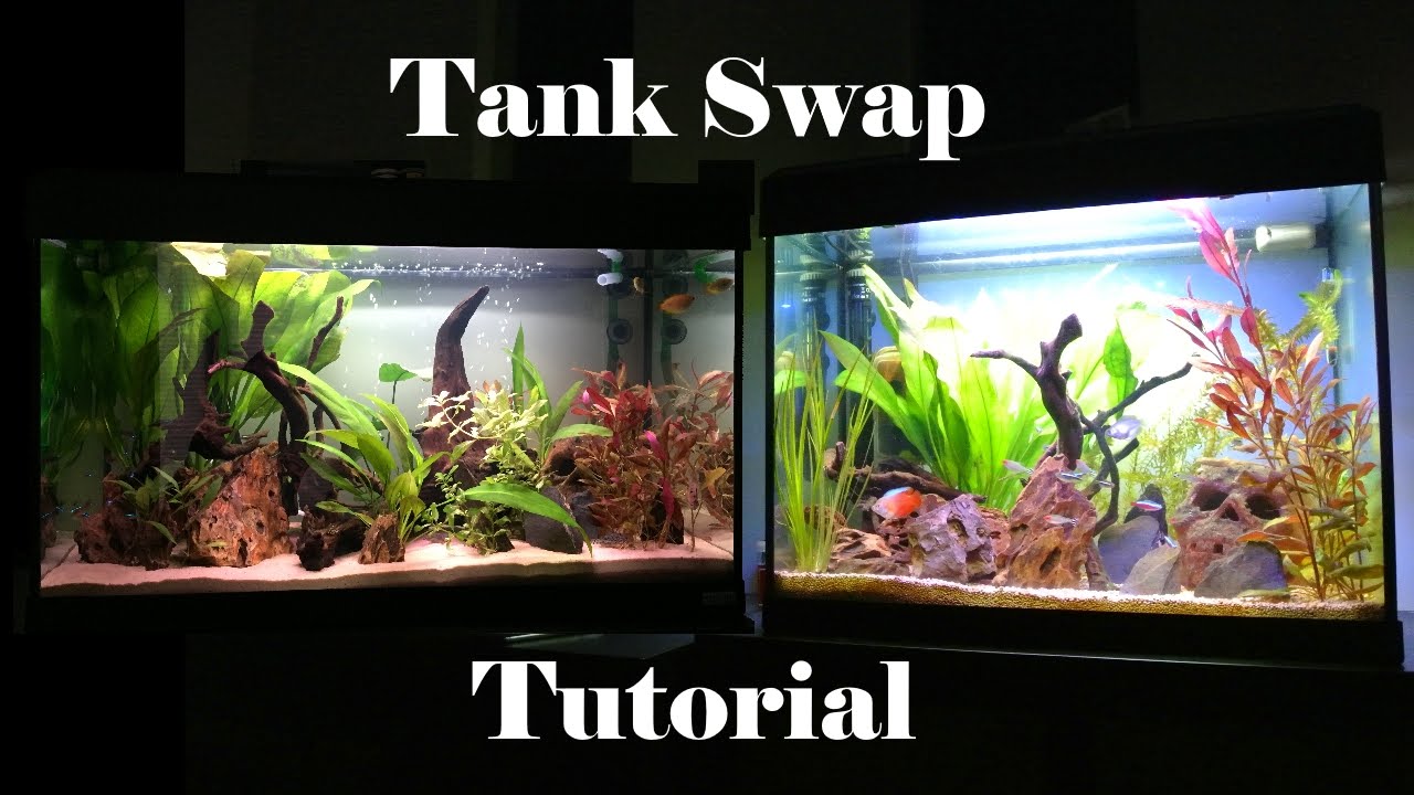 Как заменить аквариумный субстрат или грунт: все, что вам нужно знать.