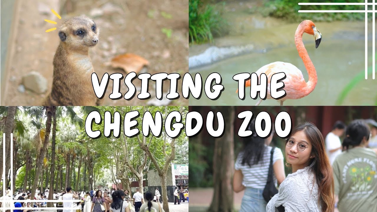 FIRST TIME GOING TO THE ZOO IN CHINA | CHENGDU ZOO | WALKING AROUND CHENGDU #2