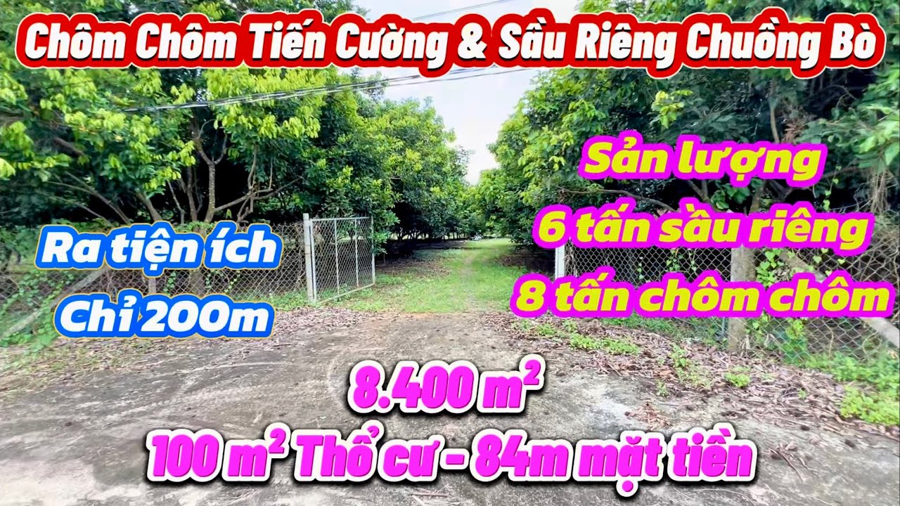 Thu nhập 400tr. Vườn Sầu Riêng chuồng bò & chôm chôn tiến cường. S: 8.400 m². 100 m² thổ cư. 84m mt