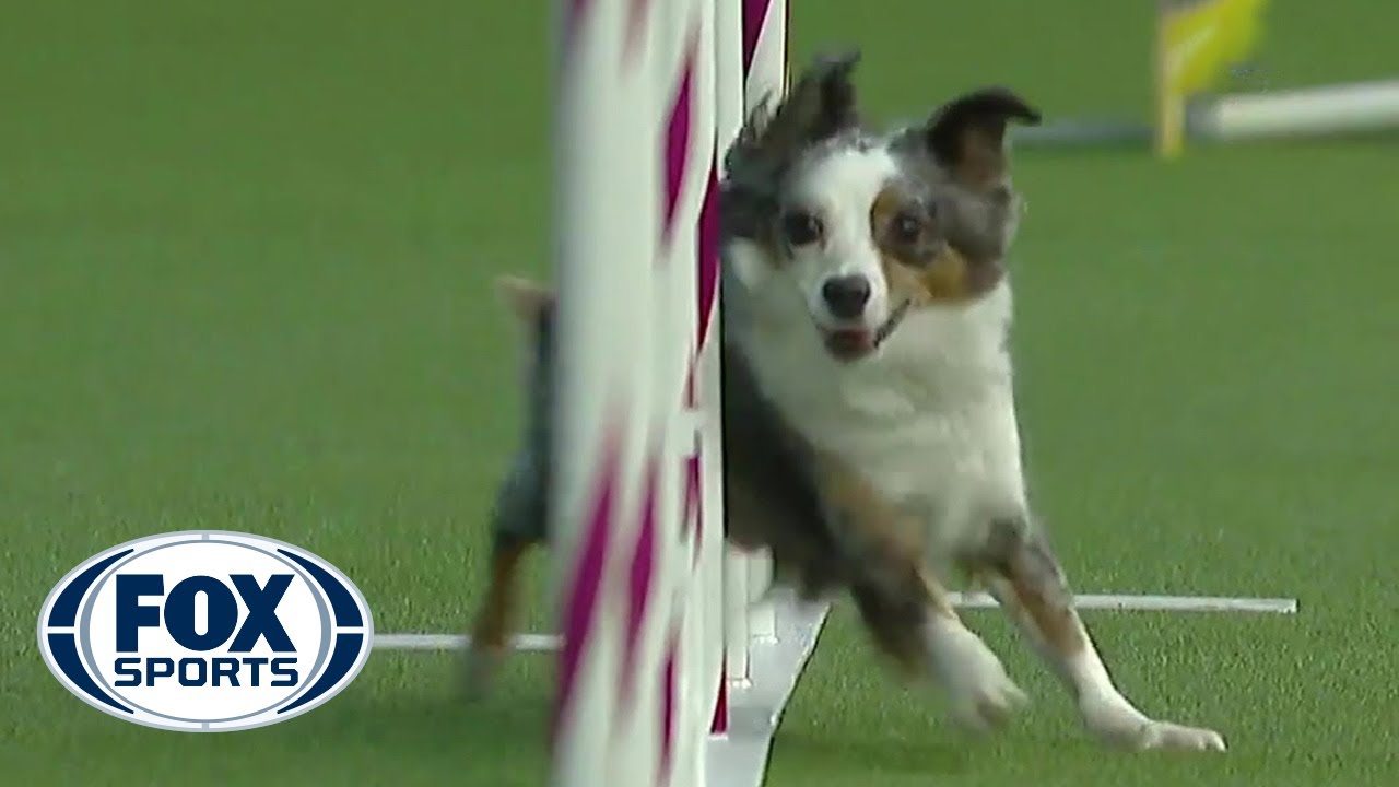 Pixel takes home the 12" division at the 2019 WKC Masters Agility | FOX SPORTS