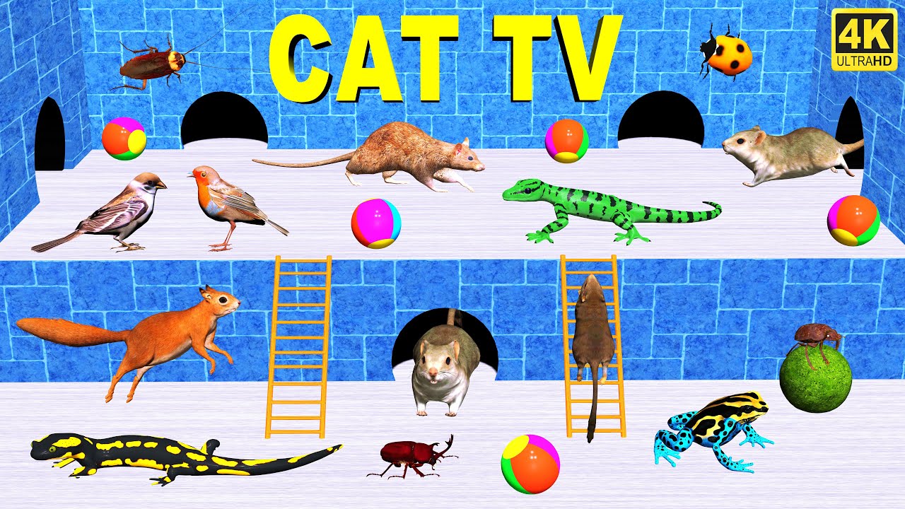 3d TV for Cats | Catching Mice, Lizard, Birds & Bugs for cats | Cat Games Video for Cats to Watch 4K