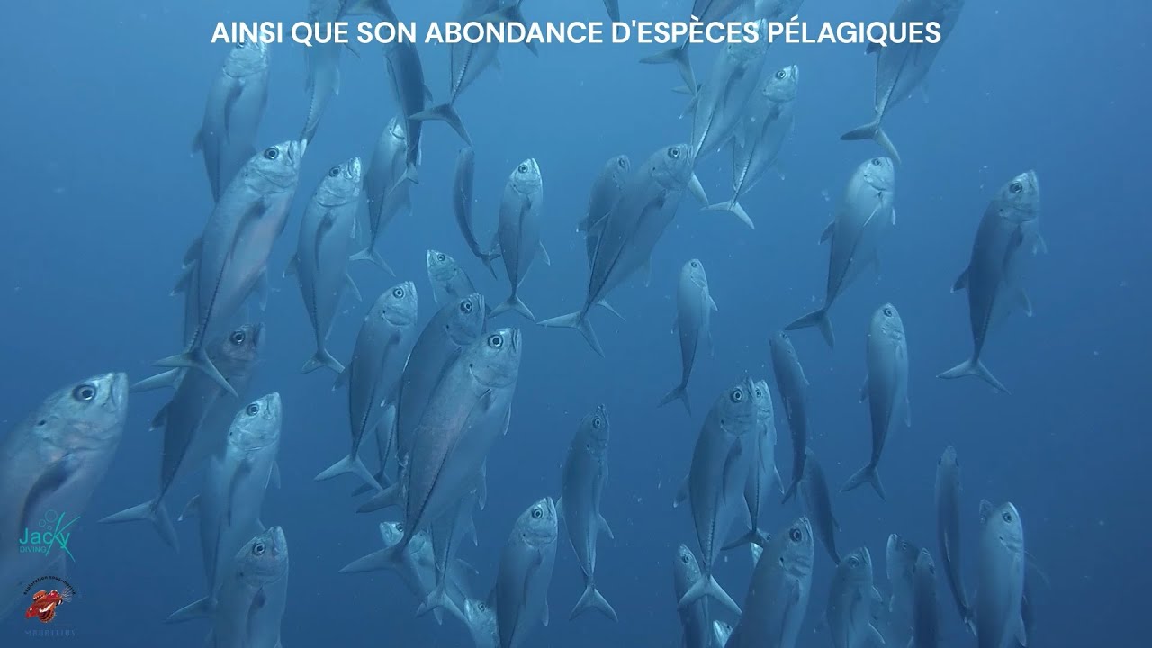 Scuba diving in Rodrigues Island - La plong&eacute;e sous-marine &agrave; l'&icirc;le Rodrigues