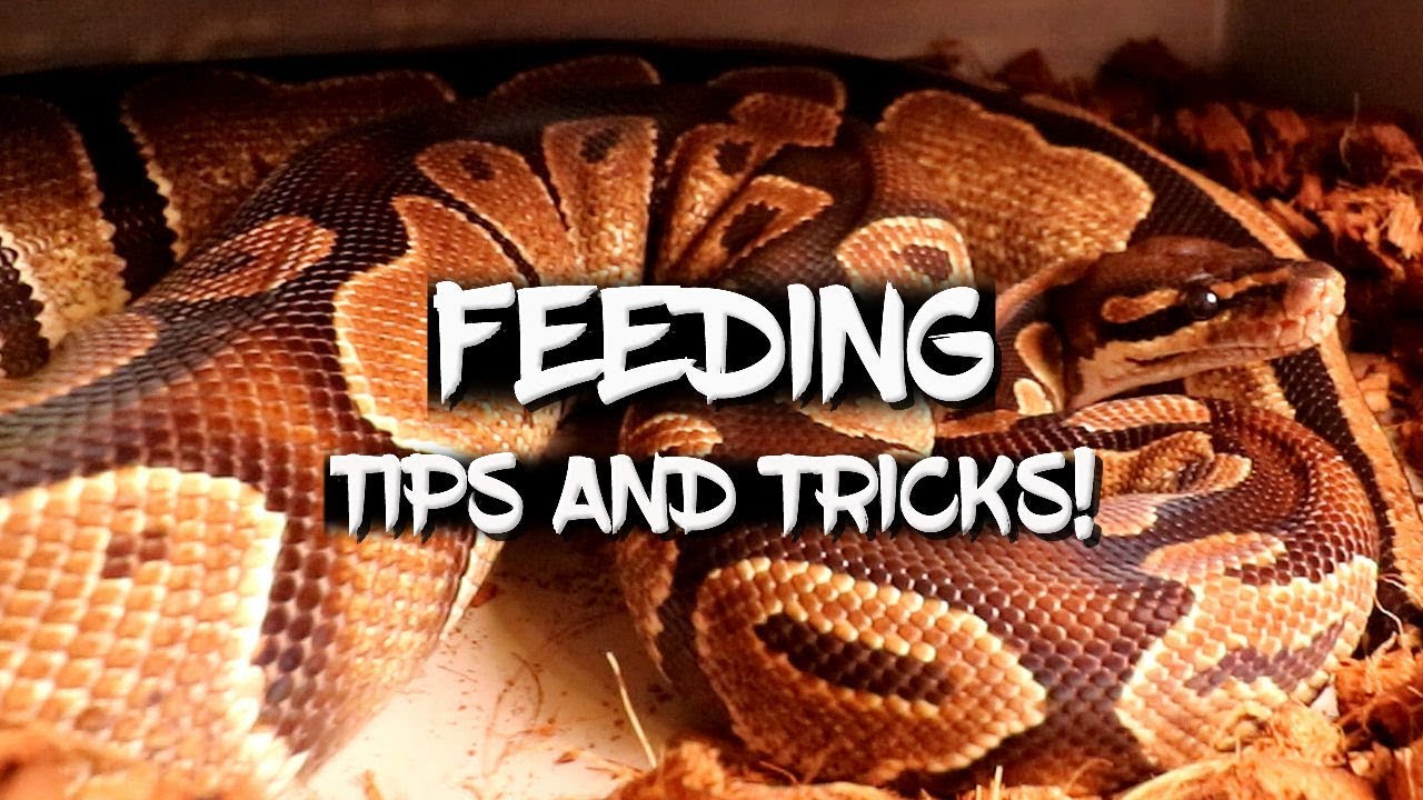 Tips and Tricks for Feeding Ball Pythons!