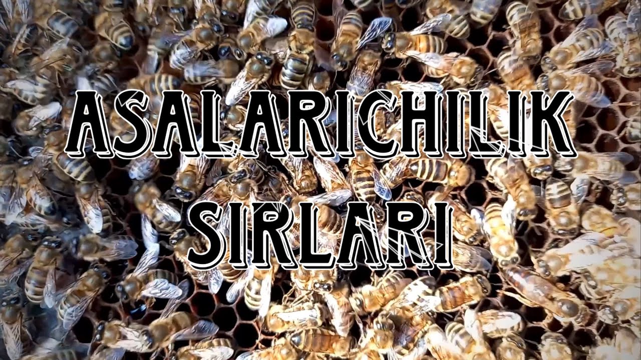 ASALARICHILIKDA BAXOR FASLIDA QILINADIGAN ISHLAR 3-qism