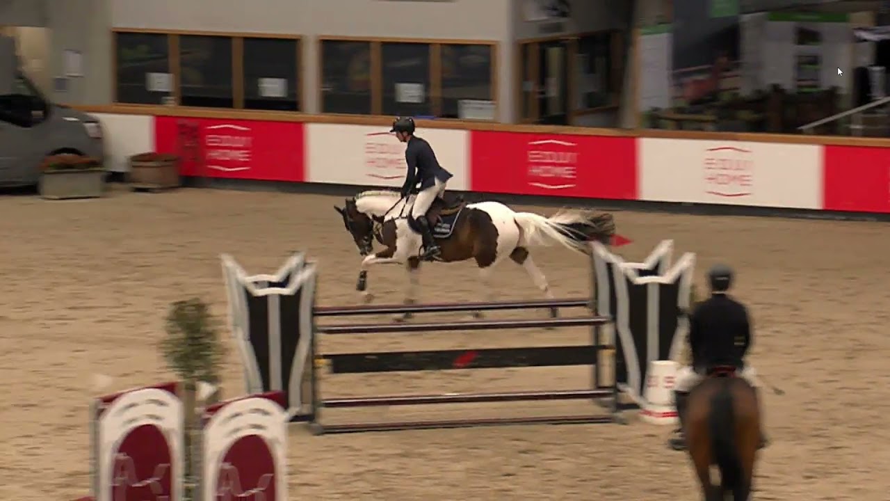 Daily Magic Z -Dominator 2000 Z x Mister Duc- PAVO hengstencompetitie