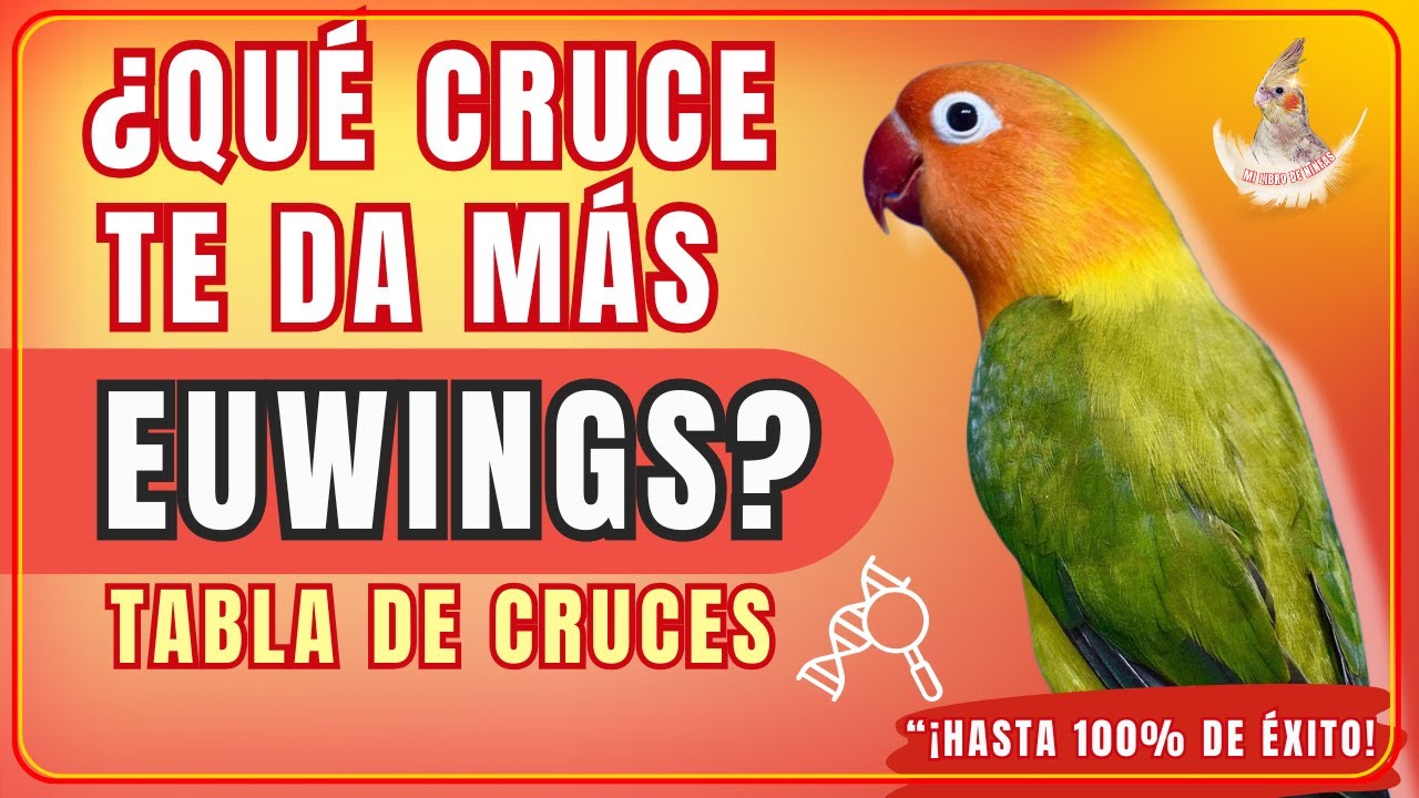 ¿Qué Cruce Te Da Más Agapornis Fischer Euwing? | Tabla Explicada con Porcentajes