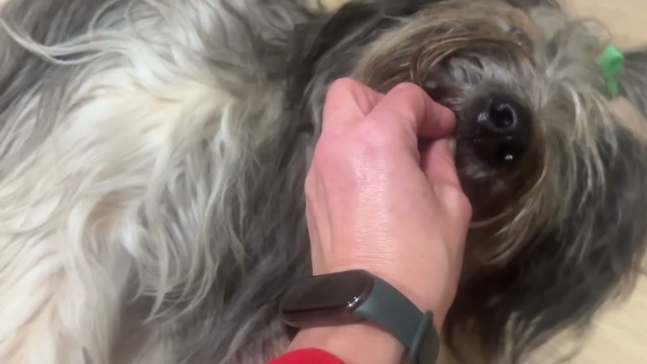 Sygnały nagród w przy zmianie opatrunku - Bianca (Owczarek Kataloński)